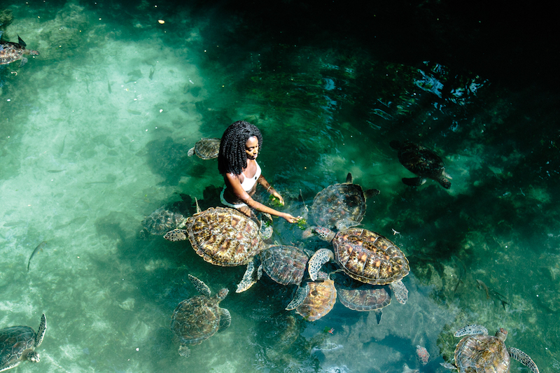 turtle sanctuary tour