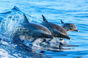 zanzibar dolphin tour